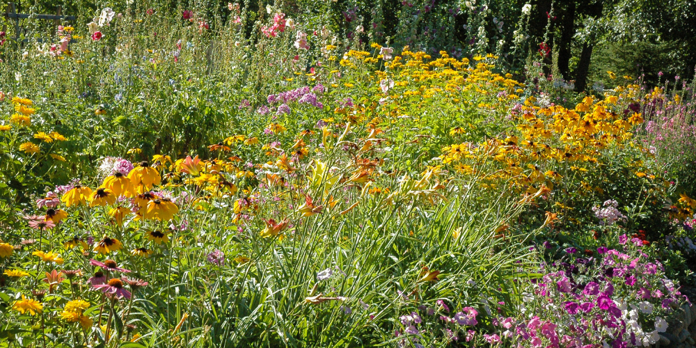 Dig Marketing-Sherwood Park-Alberta-Chaos Gardening-wildflower garden