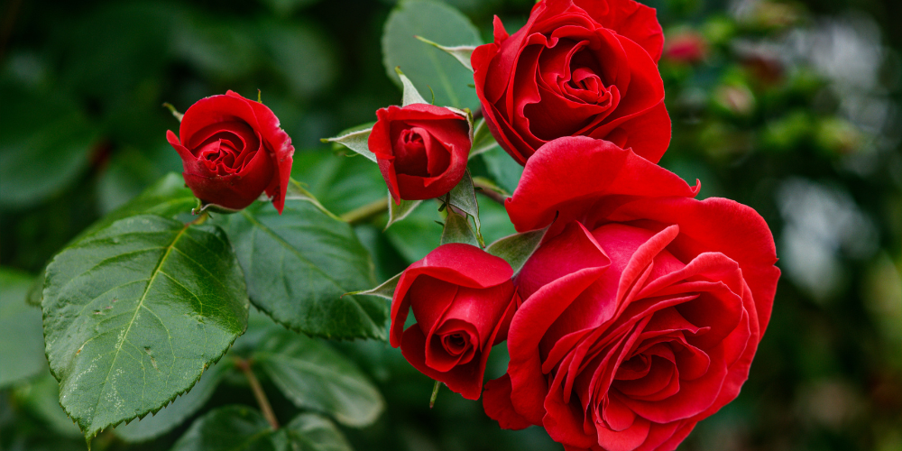 Dig Marketing-Sherwood Park-Alberta-conversion rate optimization for garden centres-red roses