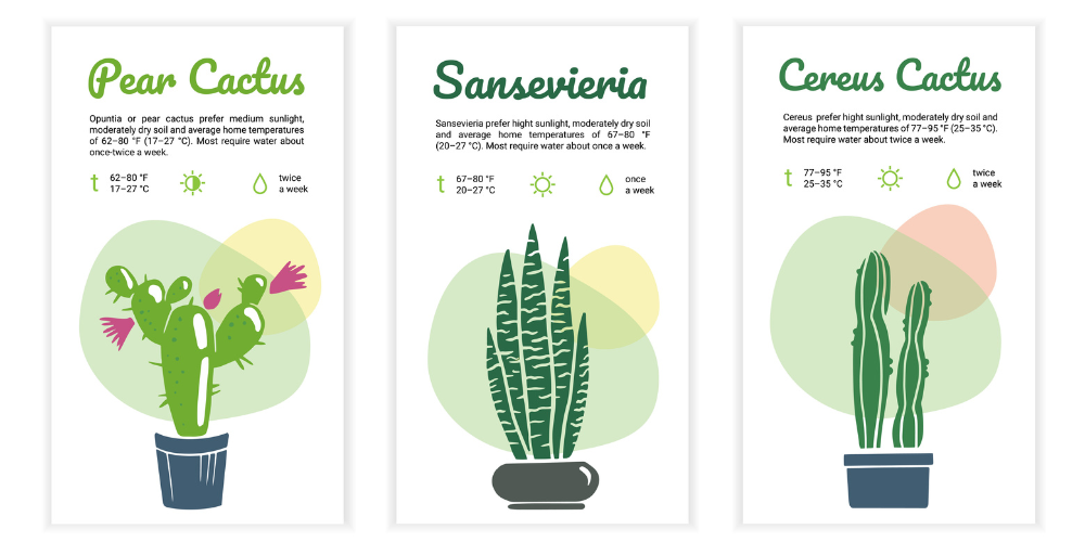 Dig Marketing-Sherwood Park-Alberta-Speak Easy-signs describing types of cacti
