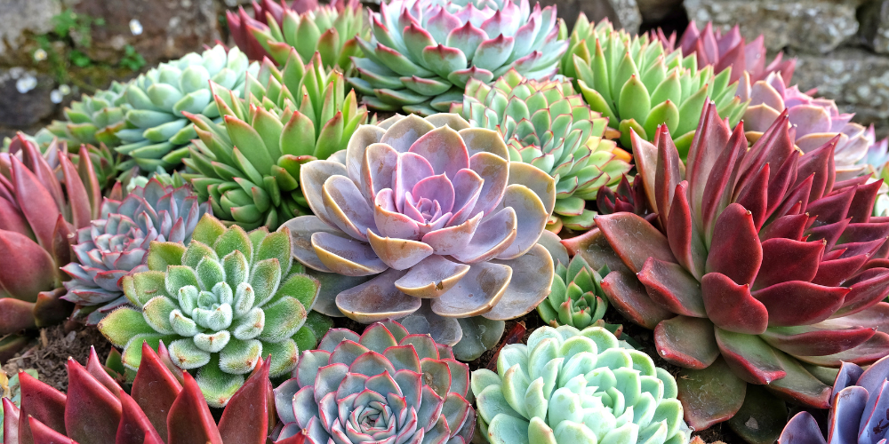 Dig Marketing-Sherwood Park-Alberta-Millennial Gardening-plants growing on city balcony