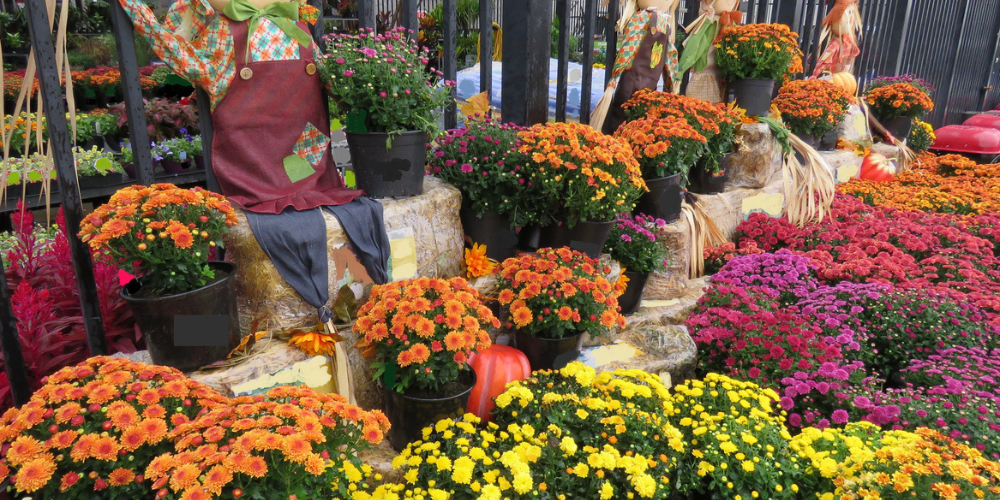 Maximizing Autumn Appeal in Your Garden Center