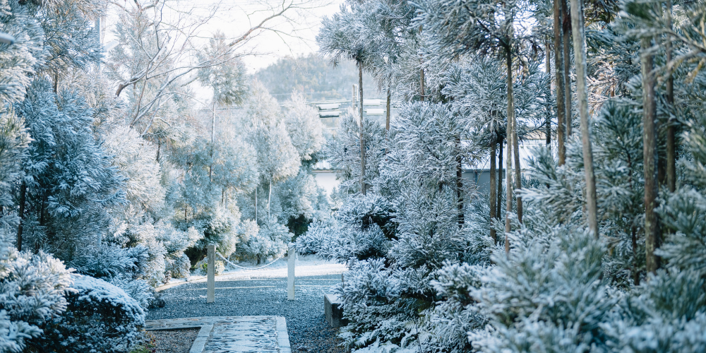 Dig-Marketing-Sherwood-Park-Alberta-Garden-Center-Marketing-Strategies-for-2025-winter strategies