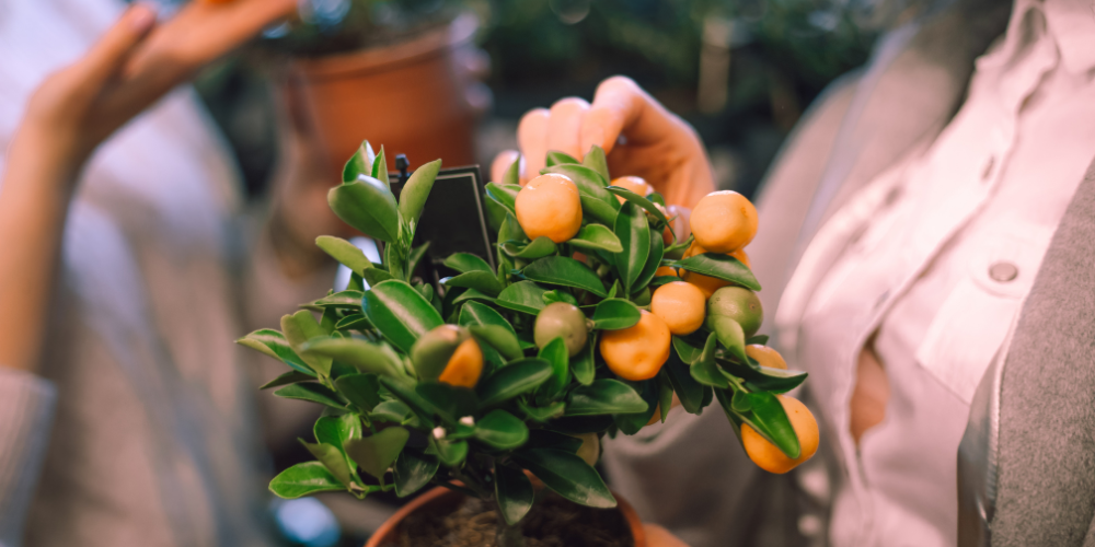 Dig-Marketing-Sherwood-Park-Alberta-Garden-Center-Marketing-Strategies-for-2025-Indoor-Gardening-Tips