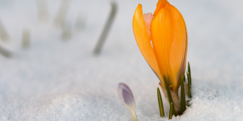 
Dig-Marketing-Sherwood-Park-Alberta-Garden-Center-Marketing-Strategies-for-2025-spring-blooms