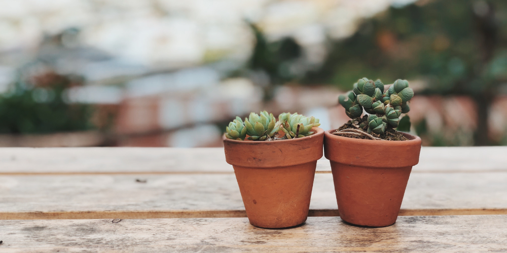 Dig Marketing-Sherwood Park-Alberta-Valentine’s Day Promotions: Turning Plants into Perfect Gifts-succulents