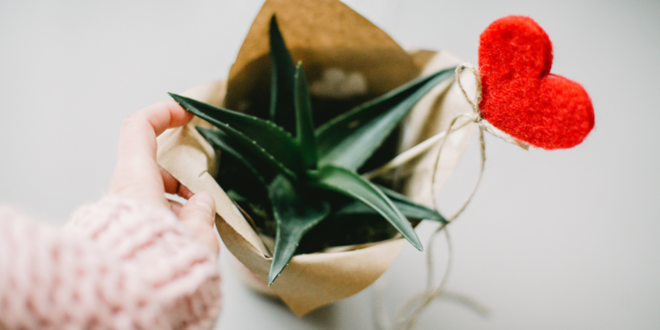 Valentine’s Day Promotions: Turning Plants into Perfect Gifts