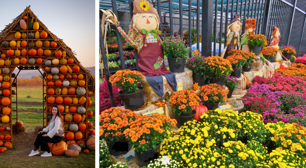 Dig Marketing-Edmonton-Alberta-Get to know your customers-autumn display
