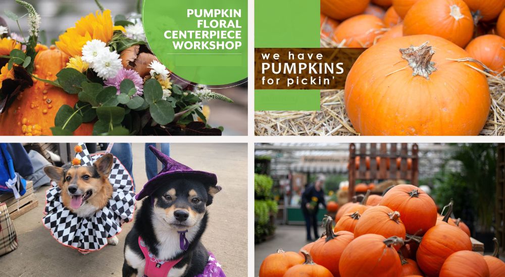 Dig Digital-Sherwood Park-Alberta-Fall Social Media Calendar-October ads