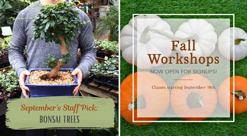 Dig Digital-Sherwood Park-Alberta-Fall Social Media Calendar-September ads