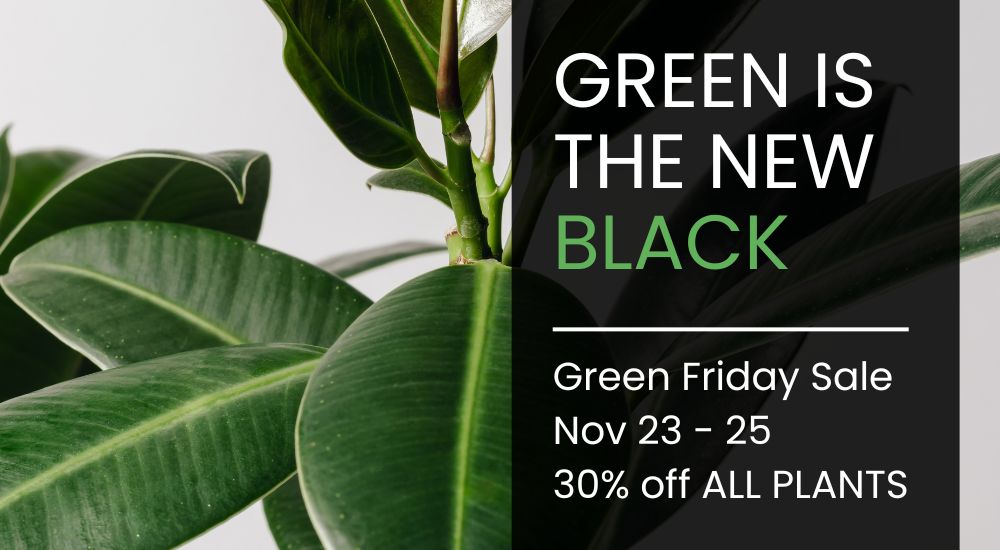 Dig Digital-Sherwood Park-Alberta-Fall Social Media Calendar-black friday ad