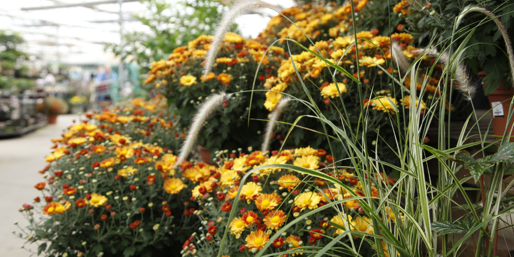 Dig Marketing-Sherwood Park-Alberta-Garden Center Marketing Metrics-mums in greenhouse