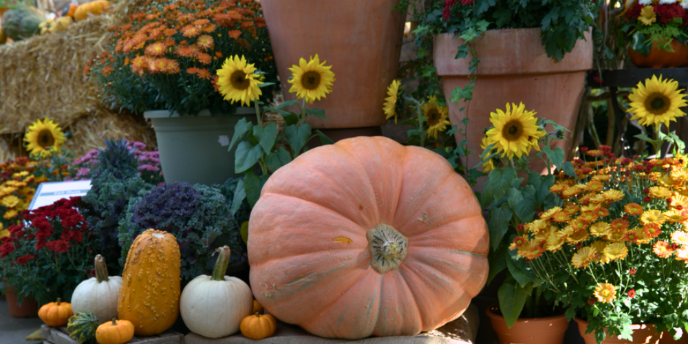 Easy Ad Ideas That Work for Small Garden Centers