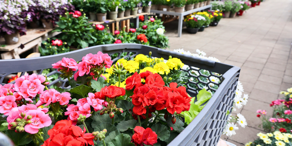 Dig Marketing-Sherwood Park-Alberta-Branding Beyond the Logo-shopping at garden center